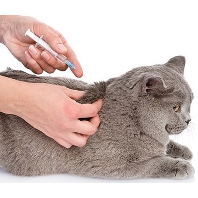 Wormectin 5ml Obat Scabies, Jamur dan Kutu Hewan Free 1 Spuit