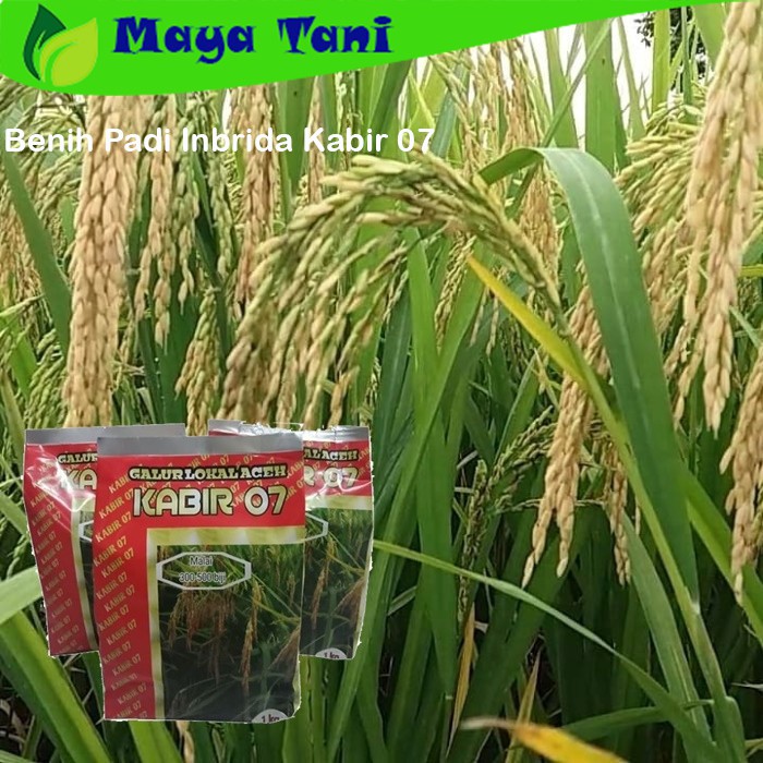 Benih Padi Inbrida Kabir 07