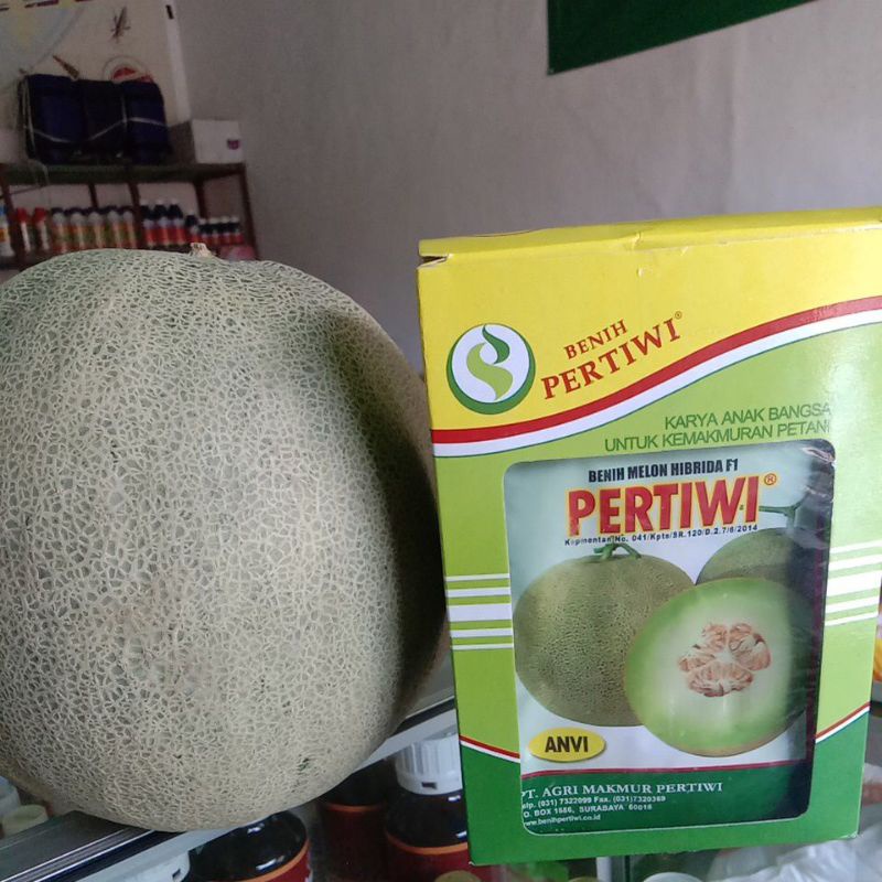 

Pertiwi anvi sangat tahan virus buah lebih manis