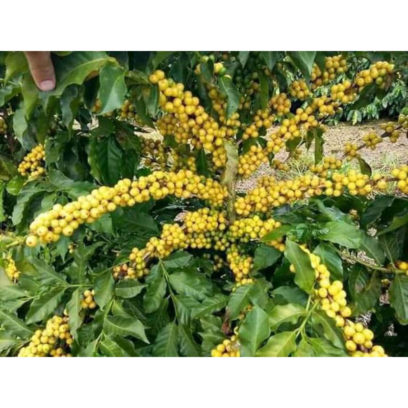 

kopi lampung