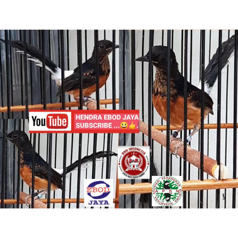 trotol murai body besar double ring APBN ring BNR