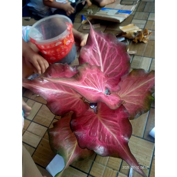Keladi Pink Ramla