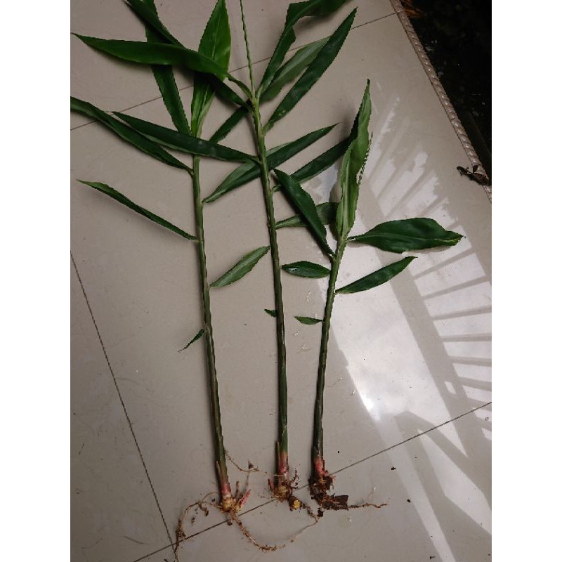 

Bibit Lempuyang