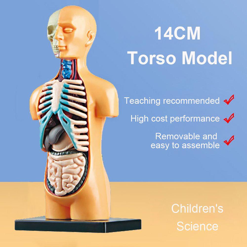 TOP Alat Peraga Anatomi Anatomi Model Torso Belajar Dini Bongkar Organ Dalam