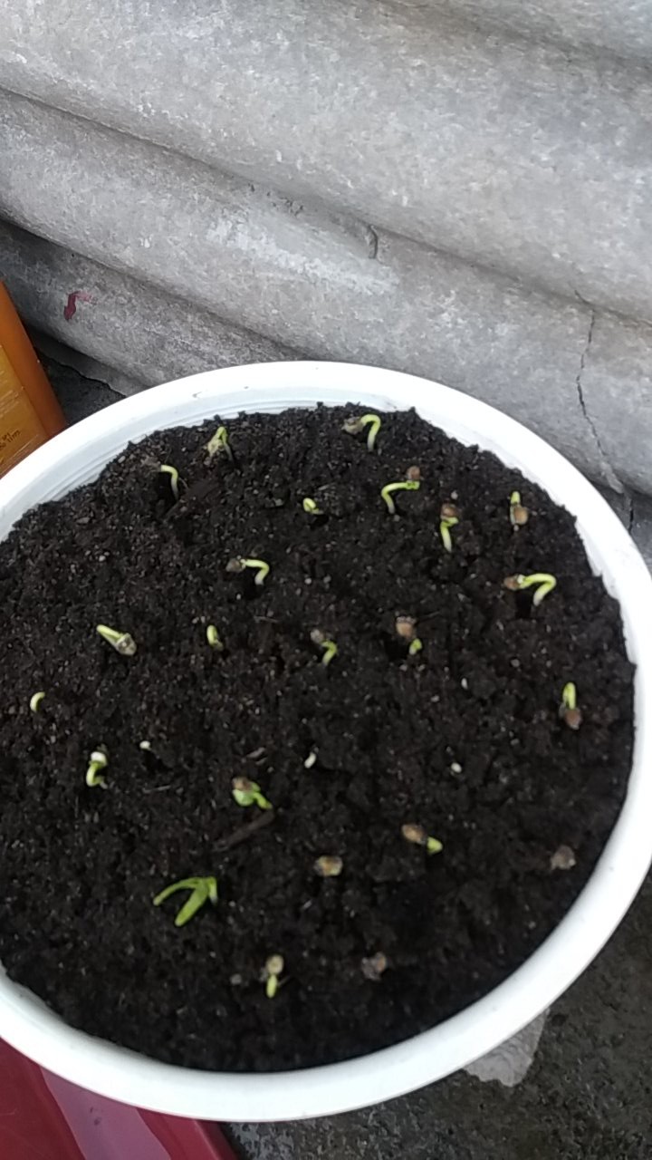 Sd26/3 - Benih Biji Bibit Unggul Kemasan Seribu Bayam Baby Baby Spinach Emilia F1 Import