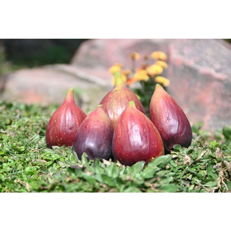 

buah tin 500 gr termurah