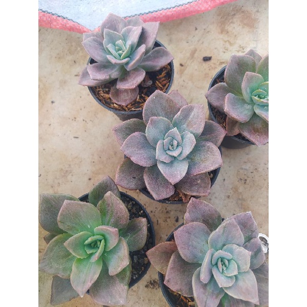 Sekulen Grapto Serat Merah