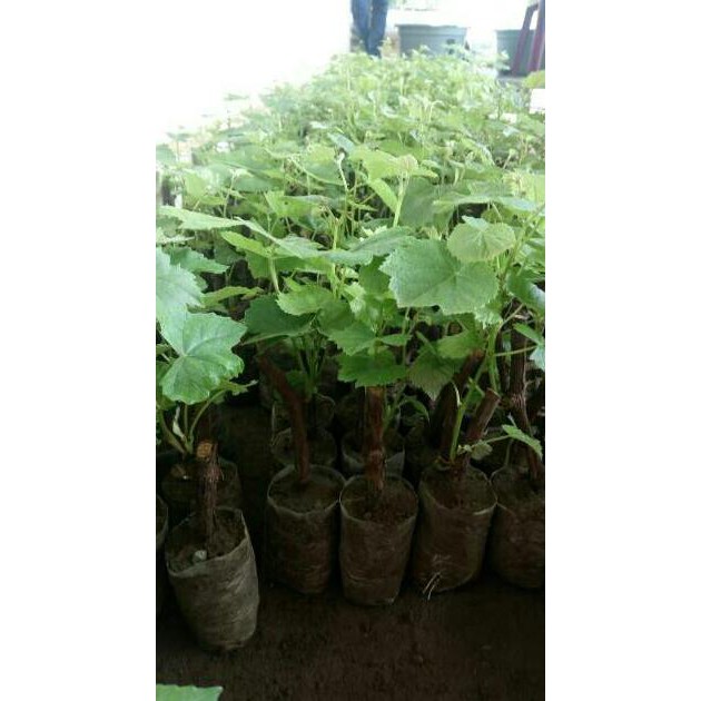 Ori Bibit Tanaman Buah Anggur Merah Diskon