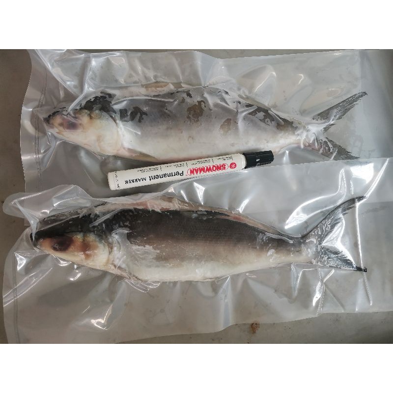 

ikan bandeng cabut duri 250 - 350 gr asli sidoarjo