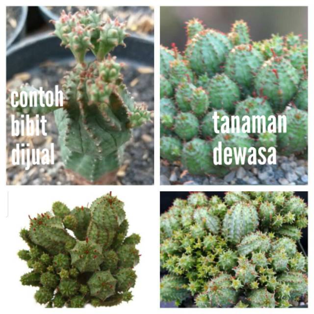 Bibit tanaman euphorbia mammillaris monstrose bunga unik langka kaktus sukulen aglaonema anggrek