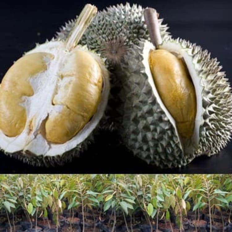 Bibit Durian Duri Hitam - Durian Oche