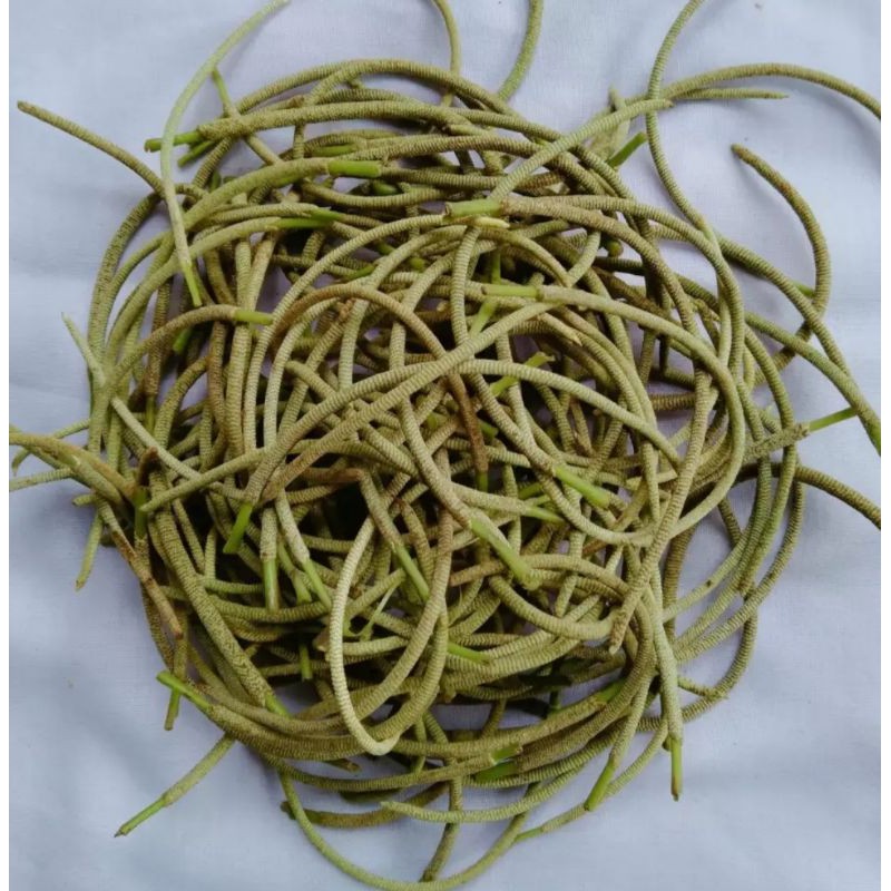 

Jual Buah Sirih Hutan Frsh