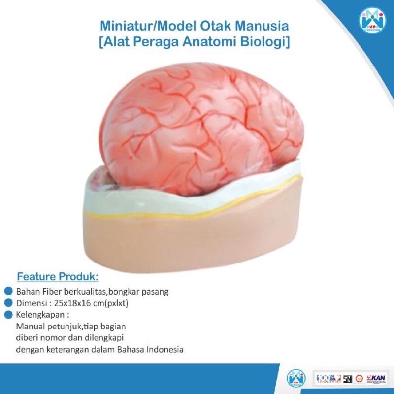 

[PROMO] Model Anatomi Struktur Otak Manusia - Alat Peraga Biologi [100% Original Peoduct]