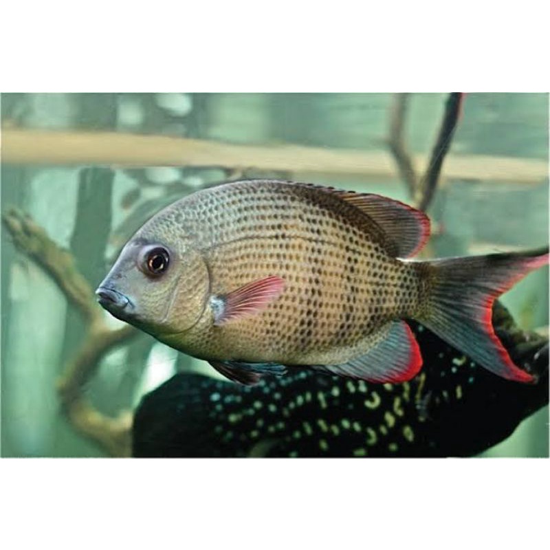 Menarambo - madagascar Cichlid