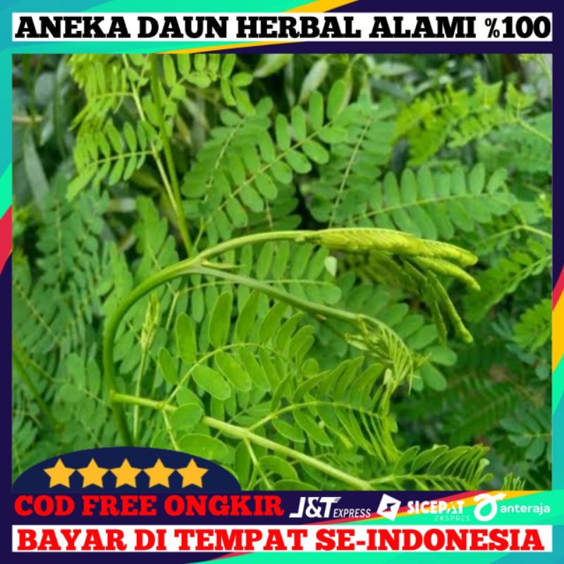 

daun pete cina/daun malanding 200g