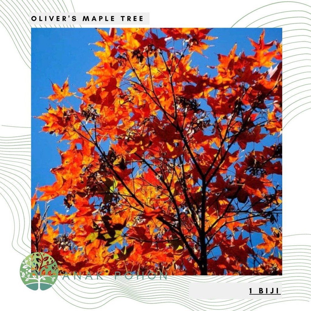 Benih / Bibit / Biji - Oliver's Maple Tree (Acer oliverianum) - IMPORT