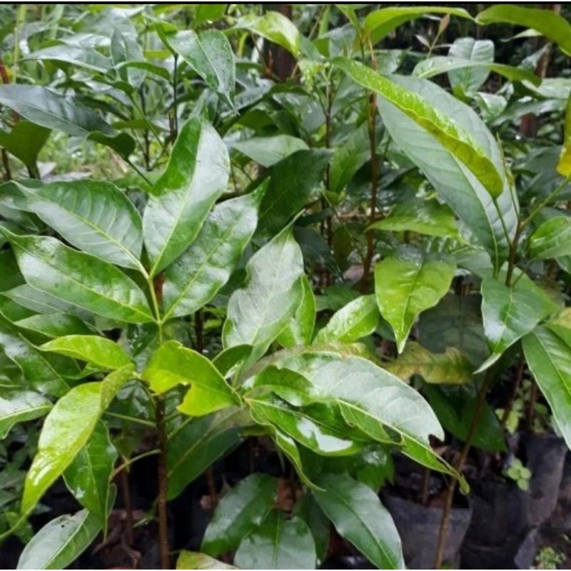 Bibit tanaman kenari/Pohon buah kenari bumbu rempah dapur