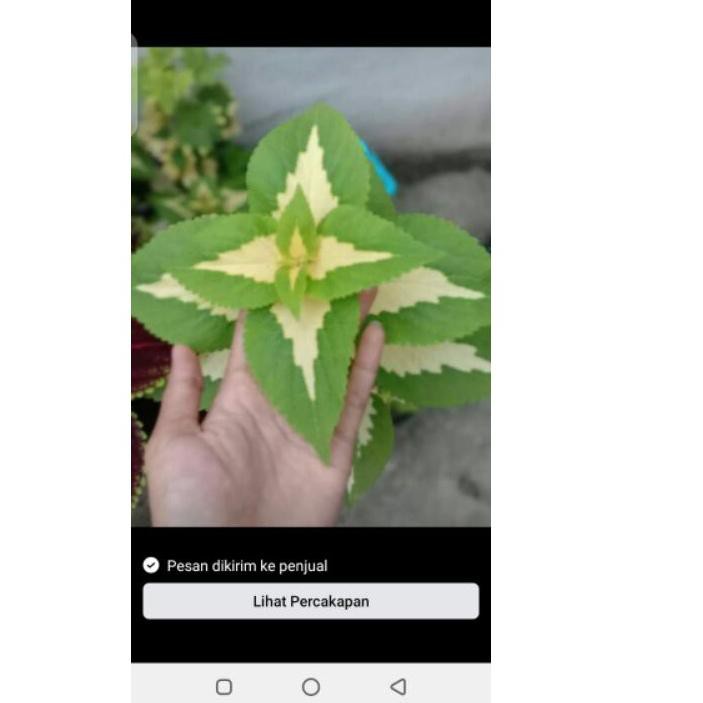 

Bigsale miana putih jawer kotok ✷♙