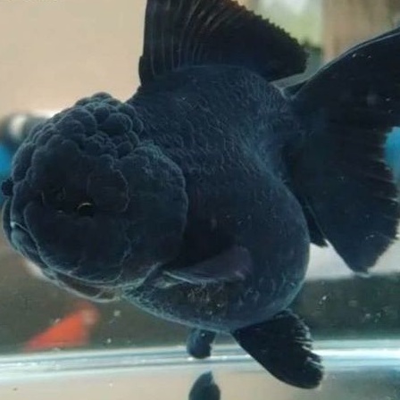 IKAN HIAS KOKI BLACK MOOR BULLDOG