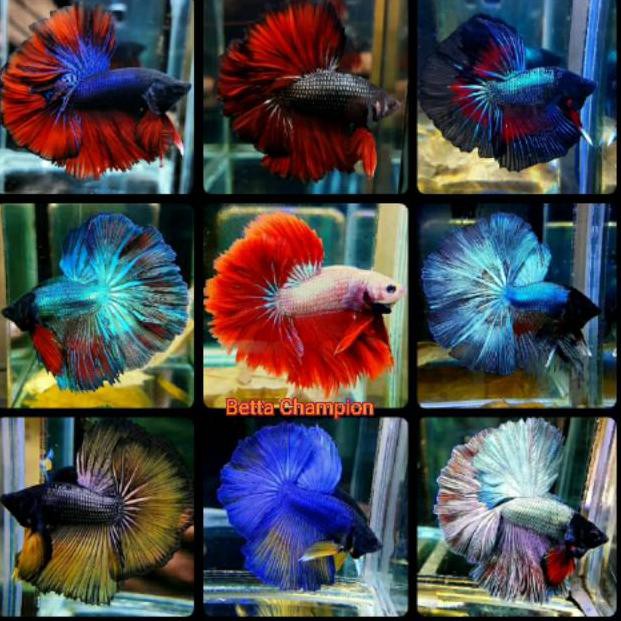ÒreÑÑ Ikan Cupang Halfmoon Rosetail Ukuran Medium Warna Random Shopee Indonesia