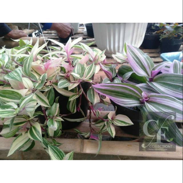 Tanaman Hias Gantung Tradescantia Nanouk + Fluminensis 2pcs