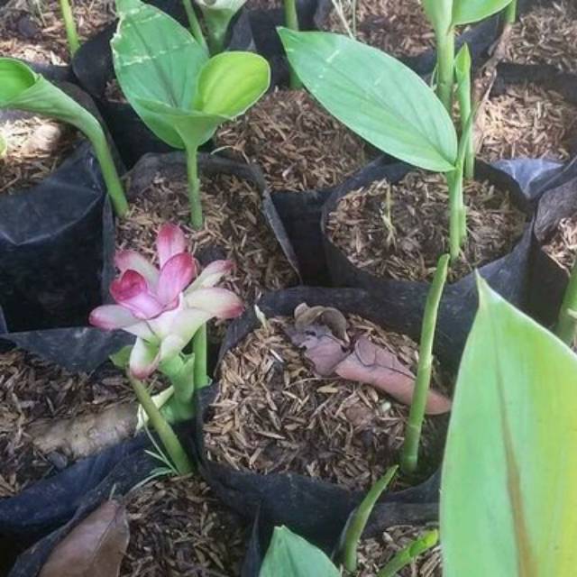 Jual Bibit Temu Putih Curcuma Zedoaria Tanaman Temu Putih Curcuma Zedoaria Temu Putih Shopee