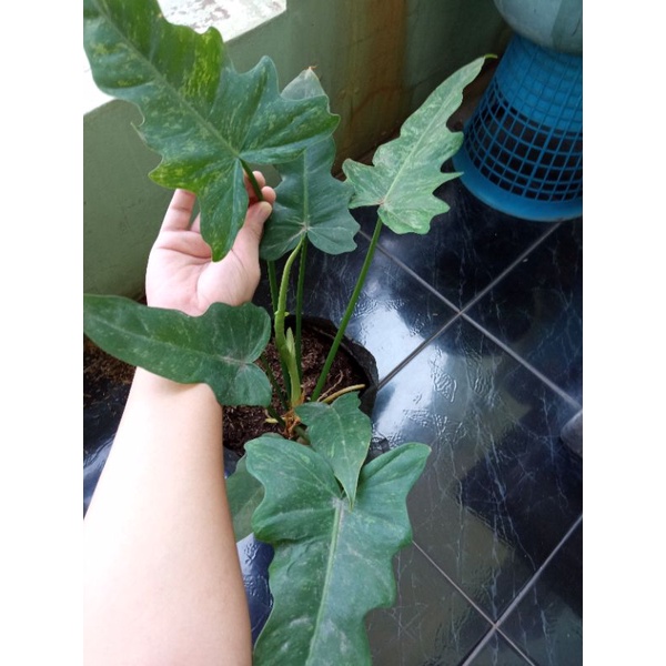 Philo golden dragon variegata