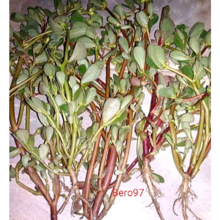 

Daun kerokot atau gelang segar per 1 kg