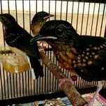 Burung murai batu medan ring gambling jinak ternakan