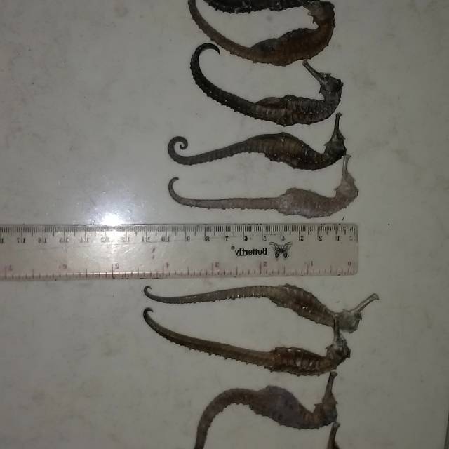 Kuda laut kering jumbo