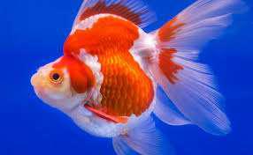 Size M L Xl  Xxl Bswart Batik Hrb026 Kenongo Hem Pendek Pekalongan M L Xl Batik Pria  Bw 002