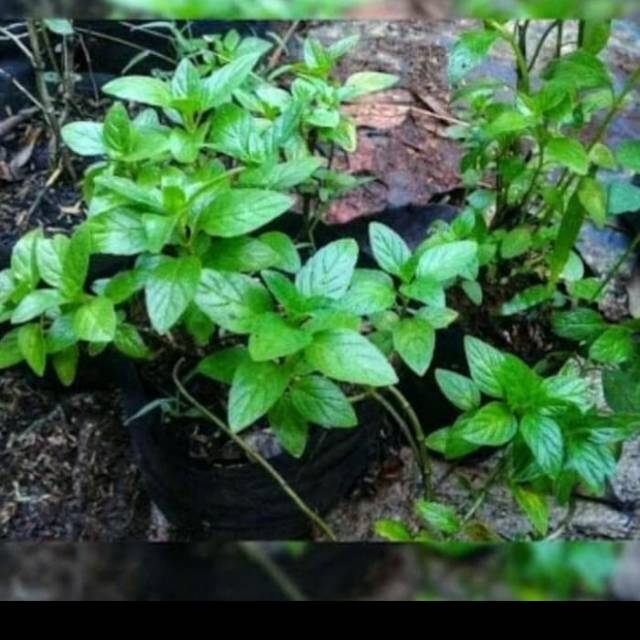 Bibit tanaman herbal papermint