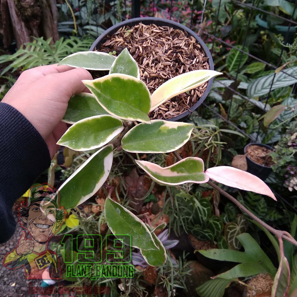 Hoya Krimson Queen / Hoya Carnosa Varigata / Tanaman Hias Gantung
