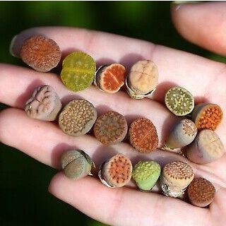 2 Benih Kaktus Sukulen Mini Lithops Mix Bibit Bunga Living Stone Tanaman Hias si Batu Hidup Import-3