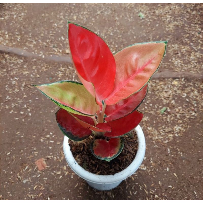 Aglonema Suksom pelangi