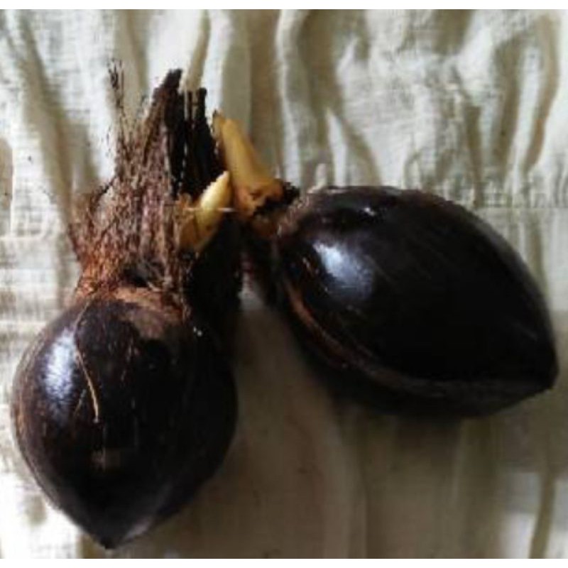 bonsai kelapa Minion