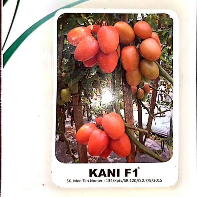 Benih TOMAT KANI F1/5GRAM-CLAUSE