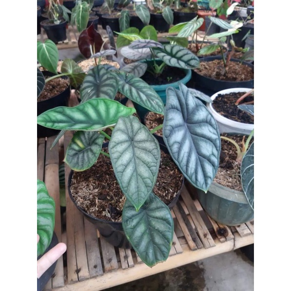 Bibit tanaman alocasia dragon scale - alocasia dragon scale