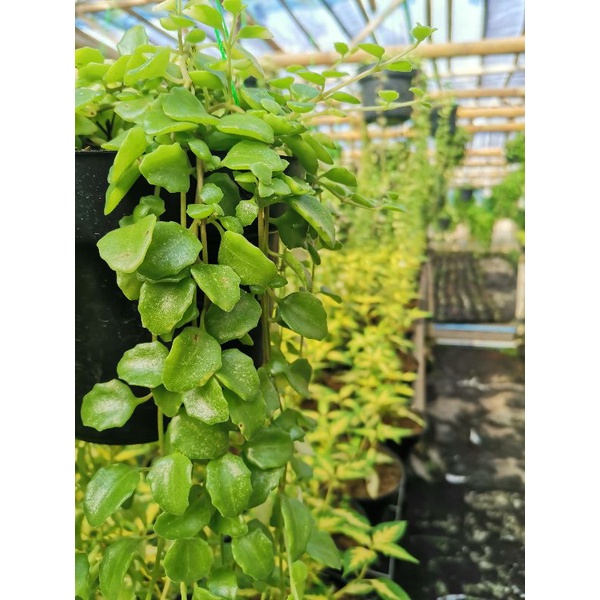 tanaman hias gantung meat leaf pilea depressa