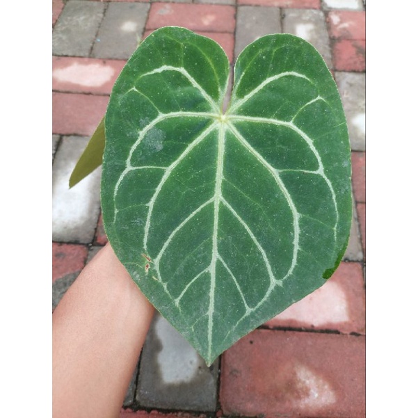anthurium magnificum dark form