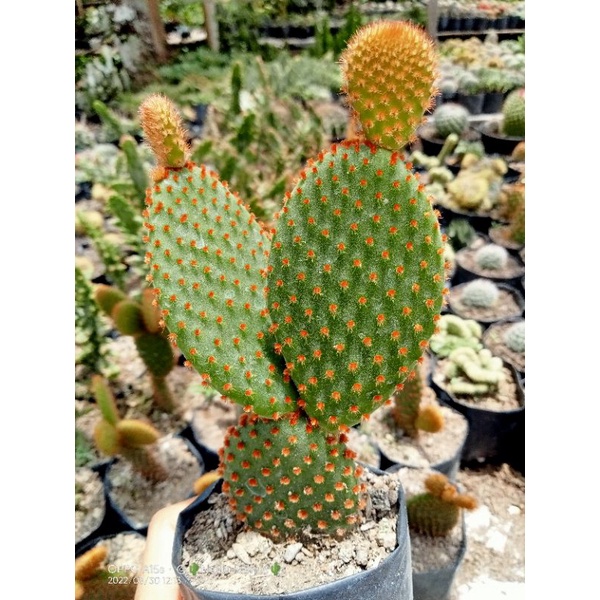 Kaktus opuntia import/kaktus mickey merah import/kaktus murah/kaktus pasaman