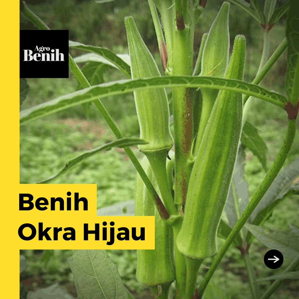 Jual 5 Bibit Okra Hijau Sayur Bendy F1 Hibrida Benih Sayuran Unggul ...