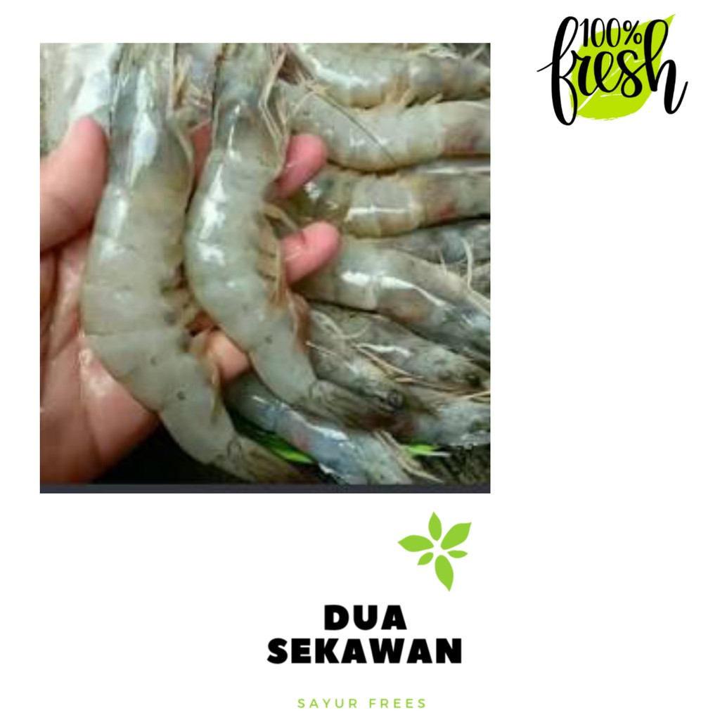 

udang vaname segar