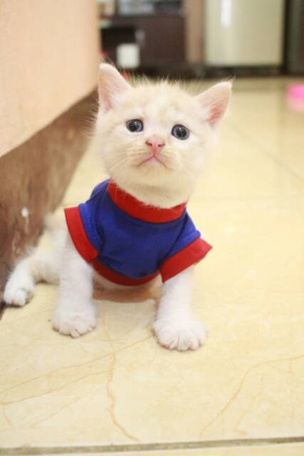 Kaos imut warna biru merah lucu untuk kucing dan anjing / baju kucing murah terlaris size S M L XL