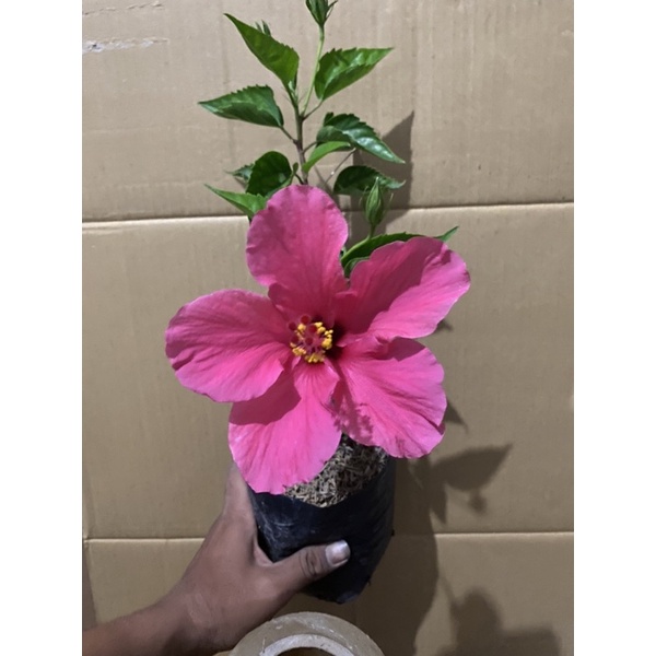 TANAMAN HIAS BUNGA SEPATU LOKAL PINK FANTA