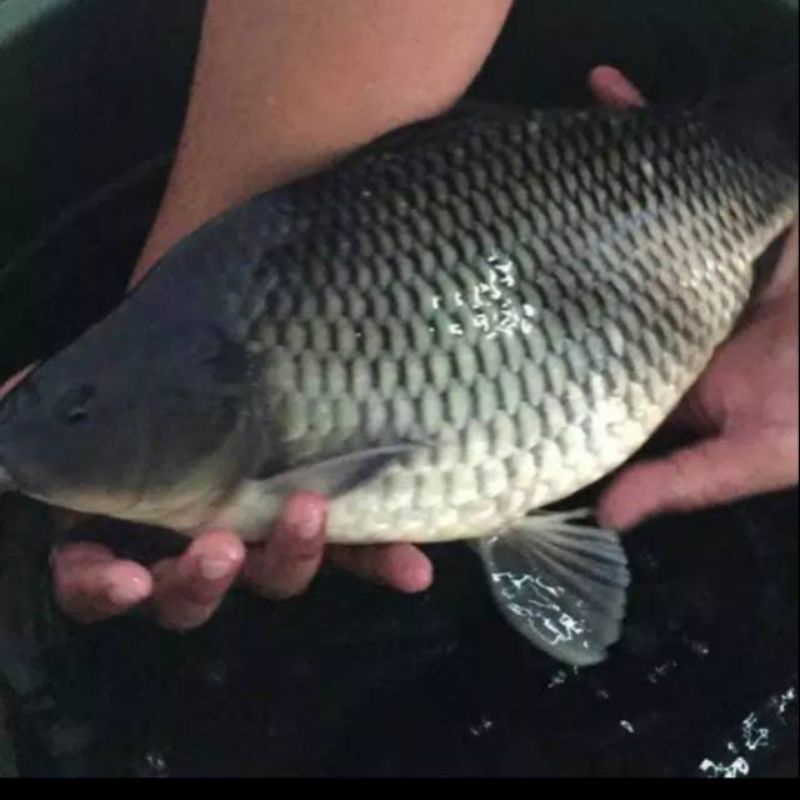 IKAN MAS SEGAR 1KG