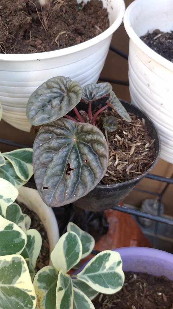 Peperomia Kerut Merah- Peperomia Caperata Red Riple