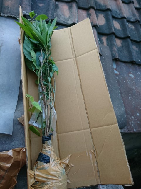 Bibit Buah Jambu Air Kingrose Supermurah