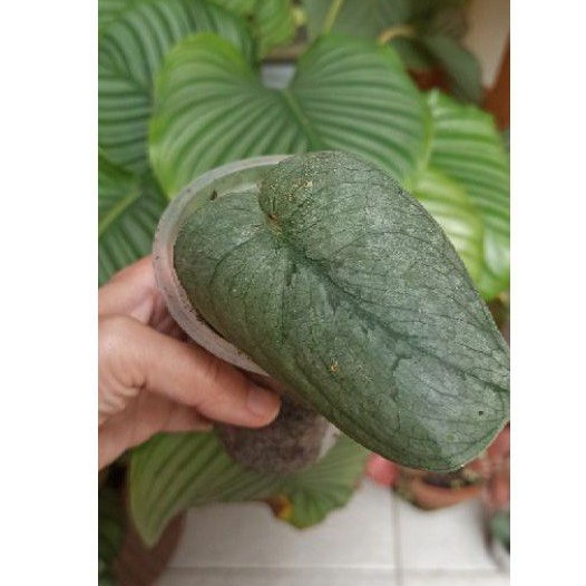 scindapsus silver hero platinum