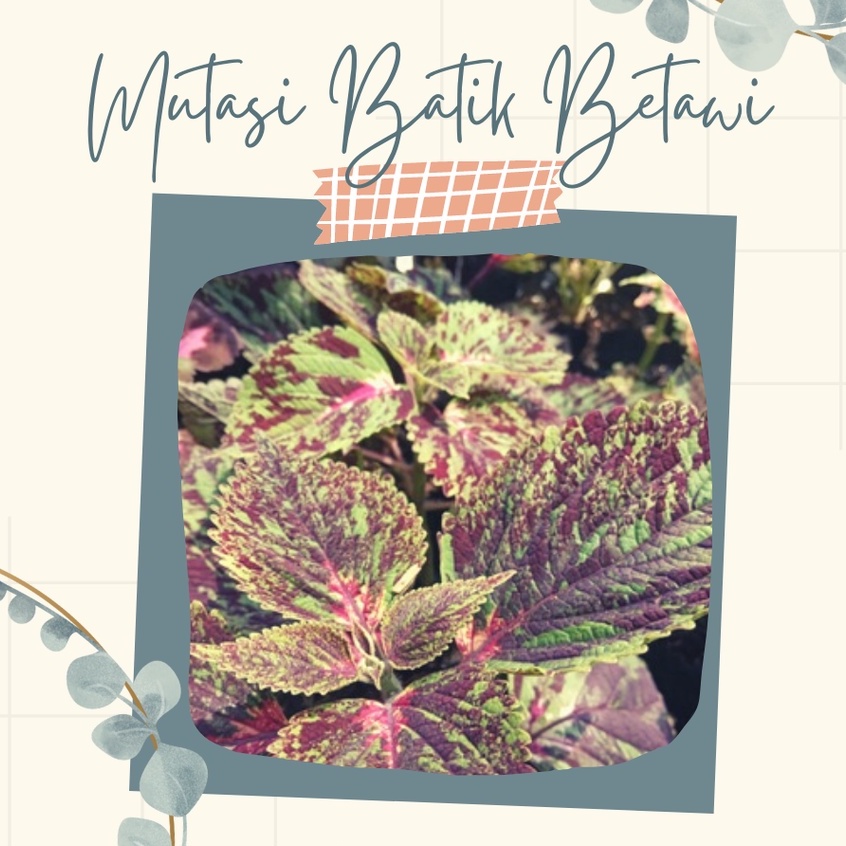 Tanaman Hias Miana Premium Mutasi Batik Betawi Bunga Premium Miana Mutasi Batik Betawi